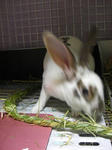 koharu591.jpg