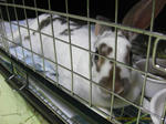 koharu622.jpg