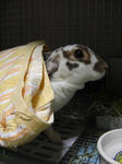 koharu628.jpg