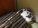koharu632.jpg