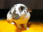 koharu634.jpg