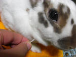 koharu637.jpg