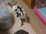 koharu642.jpg