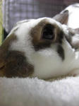 koharu652.jpg