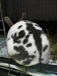 koharu653.jpg