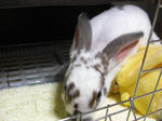 koharu657.jpg