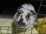 koharu658.jpg