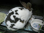 koharu662.jpg