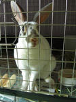 koharu672.jpg