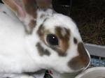 koharu676.jpg