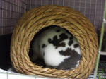 koharu753.jpg