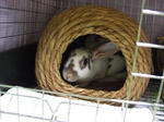 koharu754.jpg