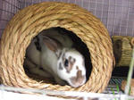 koharu755.jpg