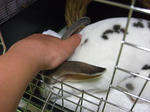 koharu756.jpg