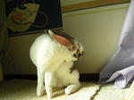 koharu760.jpg