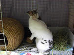 koharu770.jpg
