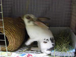 koharu771.jpg