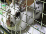 koharu775.jpg