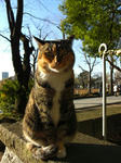 koharu786.jpg