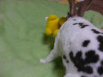 koharu802.jpg