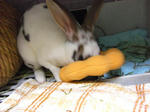 koharu810.jpg