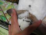 koharu811.jpg