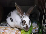 koharu818.jpg