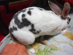 koharu828.jpg