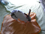 koharu834.jpg