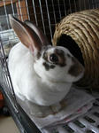koharu846.jpg