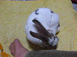 koharu850.jpg