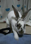 koharu943.jpg