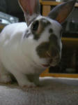koharu971.jpg
