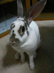 koharu973.jpg