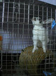 koharu975.jpg