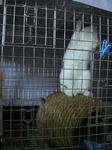 koharu976.jpg