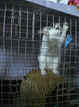 koharu977.jpg