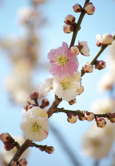 ume_hana
