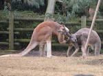 カンガル