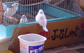 モモとビヒダスとぶなしめじ