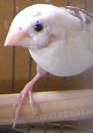 今日のジュウシマツ