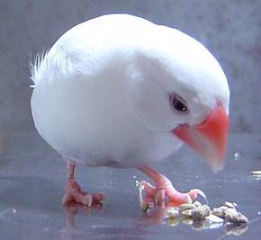 だってブンさん真っ先に食べてしまうもの