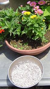なんとなく花のそばで撮ってみる