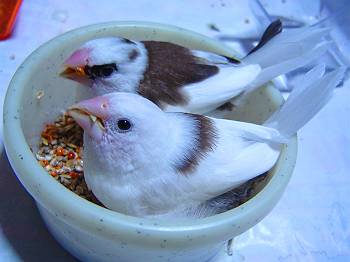 エサは土足で食べるに限るッ！