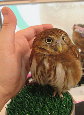 フクロウカフェに行くの巻 Diary