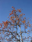 DSC06030-v260.jpg