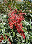 DSC06044-v260.jpg