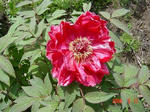 9.05.09hana16-w360.jpg