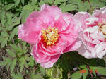 9.05.09hana17-w360.jpg