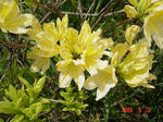 9.05.09tsutsuji41-w360.jpg